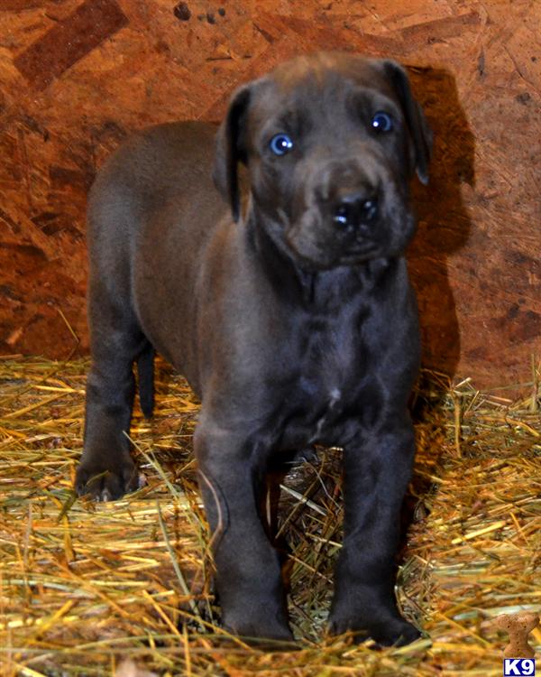Great Dane Puppies